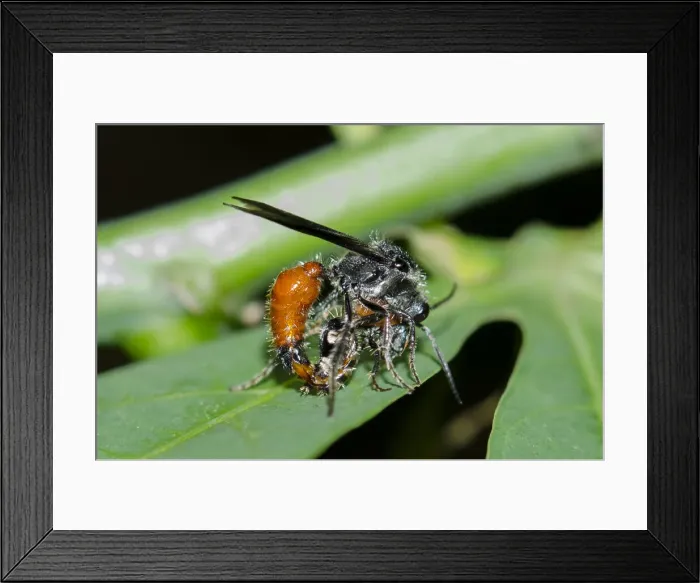 Framed Print : INDO 20-05 083 Framed Print : INDO 20-05 083