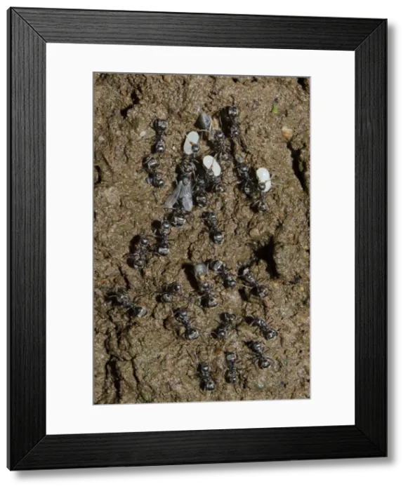 Framed Print : INDO 20-05 079 Framed Print : INDO 20-05 079
