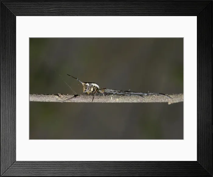 Framed Print : INDO 20-06 11 Framed Print : INDO 20-06 11