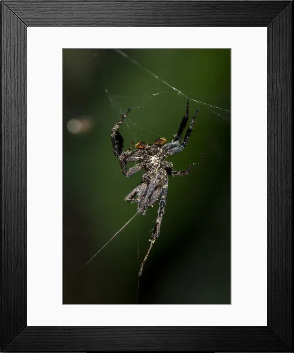 Framed Print : INDO 20-06 159 Framed Print : INDO 20-06 159