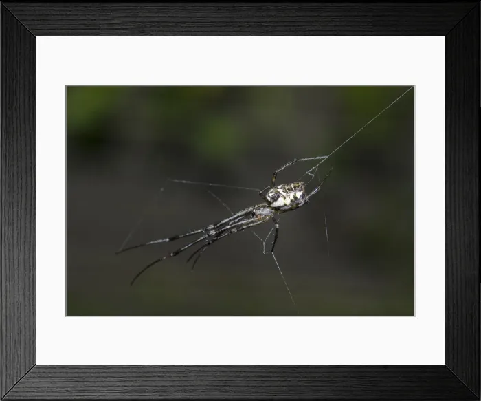 Framed Print : INDO 20-06 16 Framed Print : INDO 20-06 16
