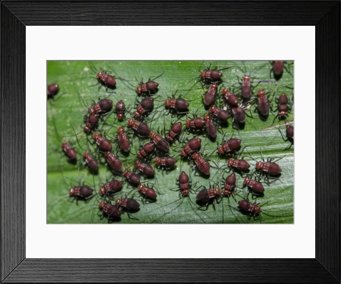 Framed Print : INDO 20-06 169 Framed Print : INDO 20-06 169