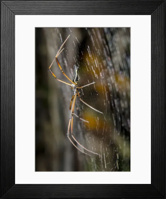 Framed Print : INDO 20-06 175 Framed Print : INDO 20-06 175