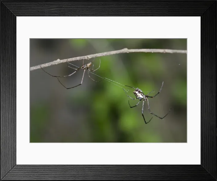 Framed Print : INDO 20-06 17 Framed Print : INDO 20-06 17