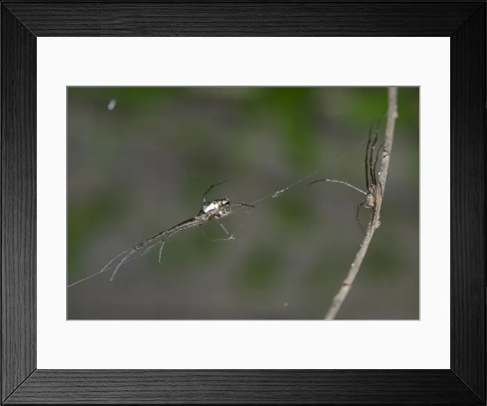 Framed Print : INDO 20-06 24 Framed Print : INDO 20-06 24