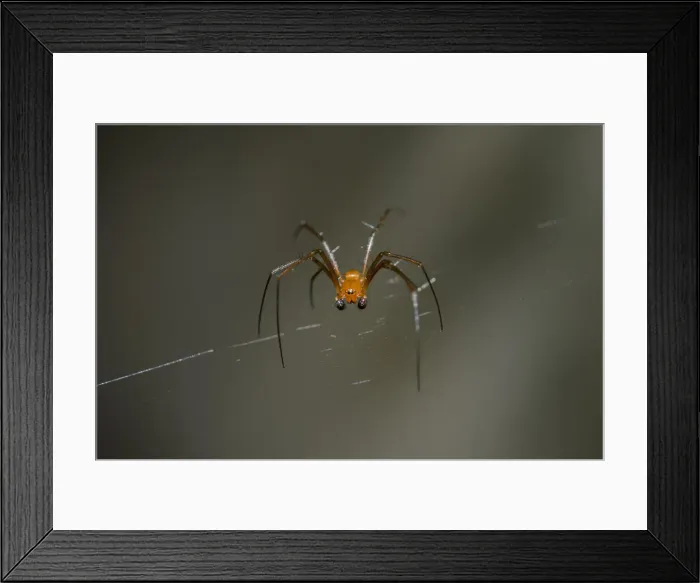 Framed Print : INDO 20-06 223 Framed Print : INDO 20-06 223