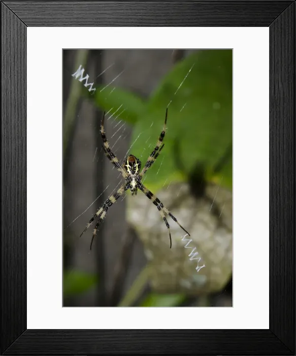 Framed Print : INDO 20-06 261 Framed Print : INDO 20-06 261