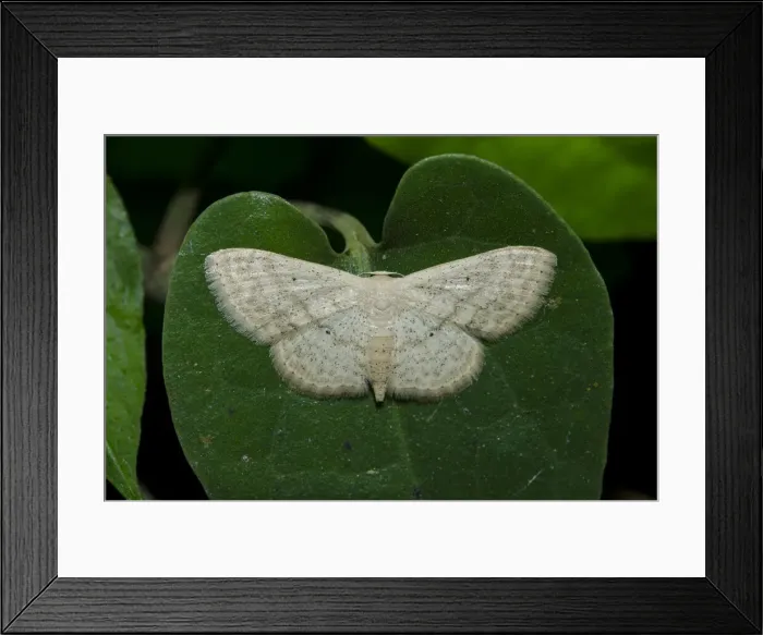 Framed Print : INDO 20-06 252 Framed Print : INDO 20-06 252