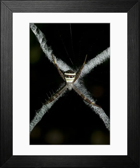 Framed Print : INDO 20-06 296 Framed Print : INDO 20-06 296