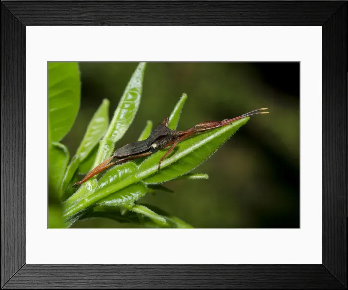Framed Print : INDO 20-06 31 Framed Print : INDO 20-06 31