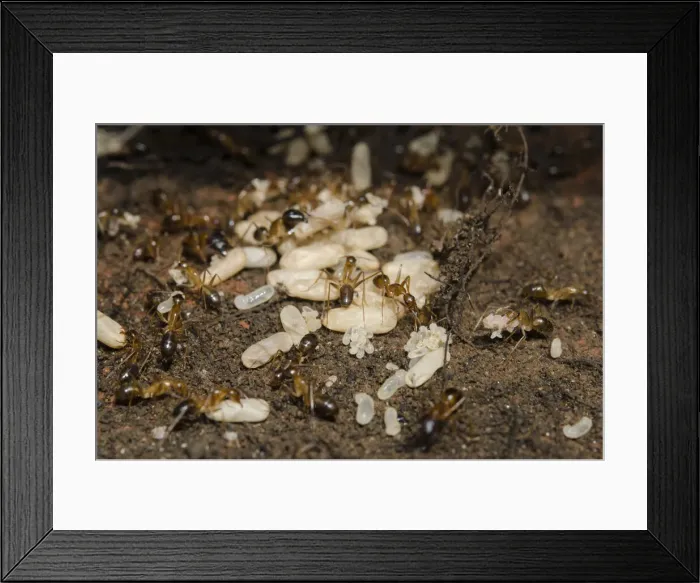 Framed Print : INDO 20-06 281 Framed Print : INDO 20-06 281
