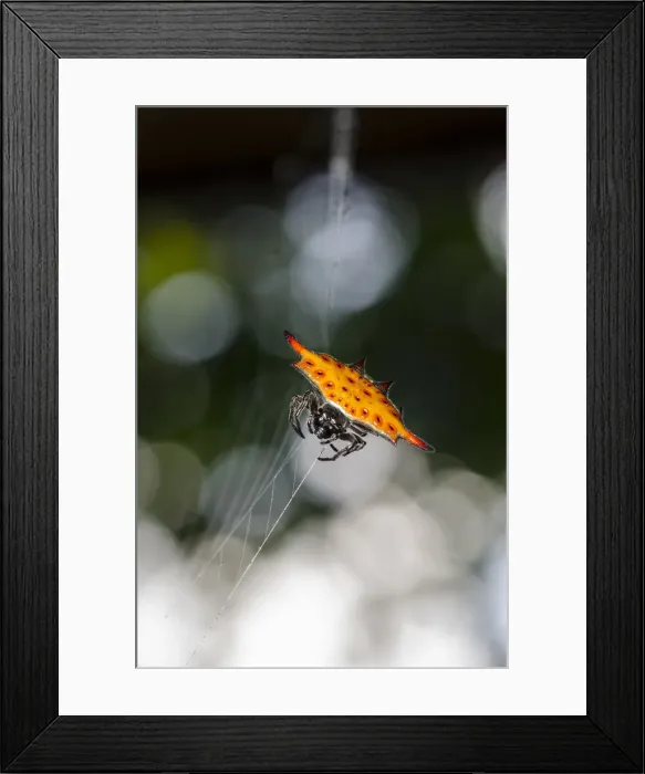 Framed Print : INDO 20-06 341 Framed Print : INDO 20-06 341