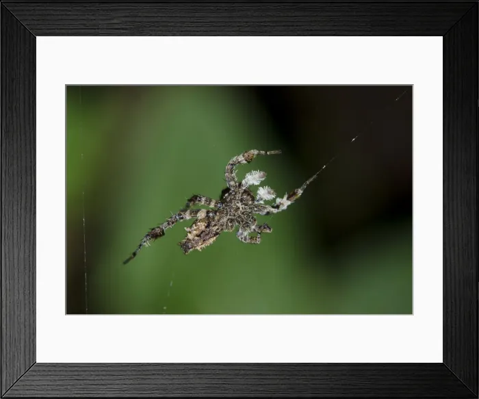 Framed Print : INDO 20-06 38 Framed Print : INDO 20-06 38