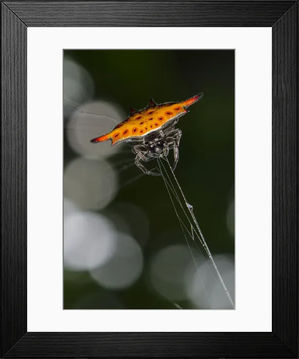 Framed Print : INDO 20-06 342 Framed Print : INDO 20-06 342