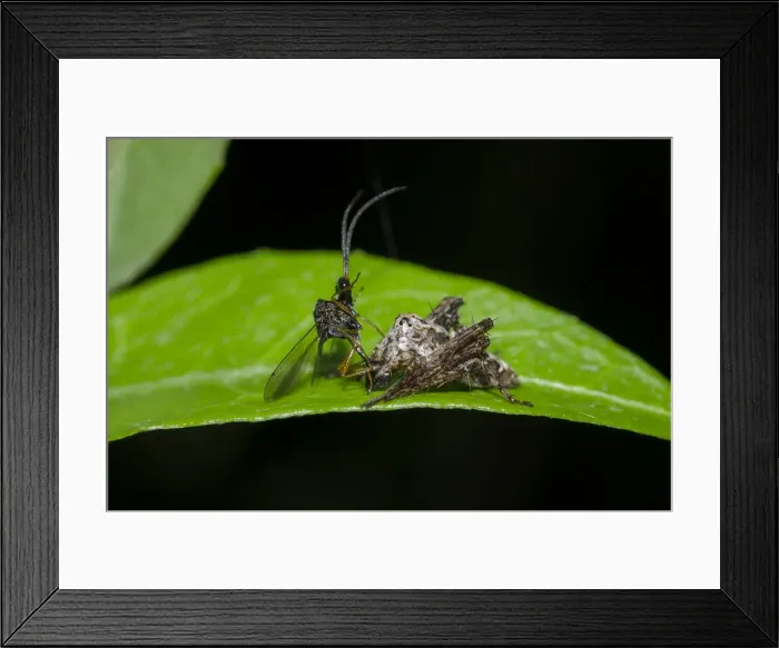 Framed Print : INDO 20-06 393 Framed Print : INDO 20-06 393