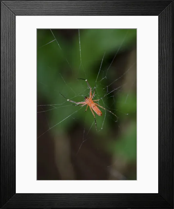 Framed Print : INDO 20-06 44 Framed Print : INDO 20-06 44