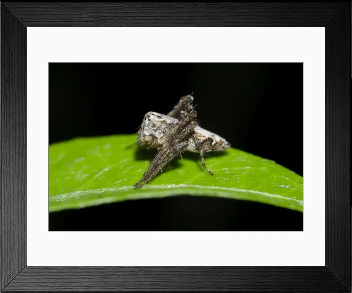 Framed Print : INDO 20-06 397 Framed Print : INDO 20-06 397