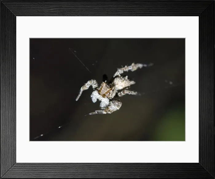 Framed Print : INDO 20-06 49 Framed Print : INDO 20-06 49