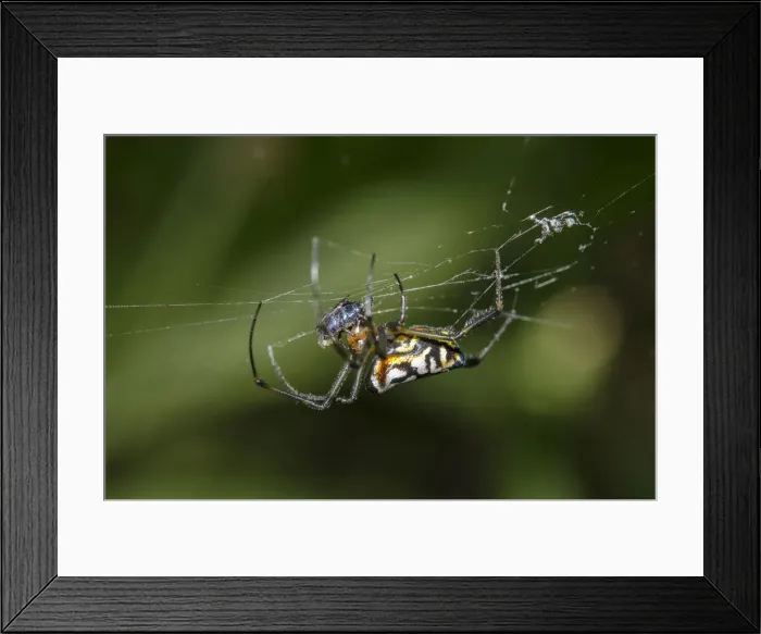 Framed Print : INDO 20-06 68 Framed Print : INDO 20-06 68