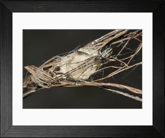 Framed Print : INDO 20-07 155 Framed Print : INDO 20-07 155