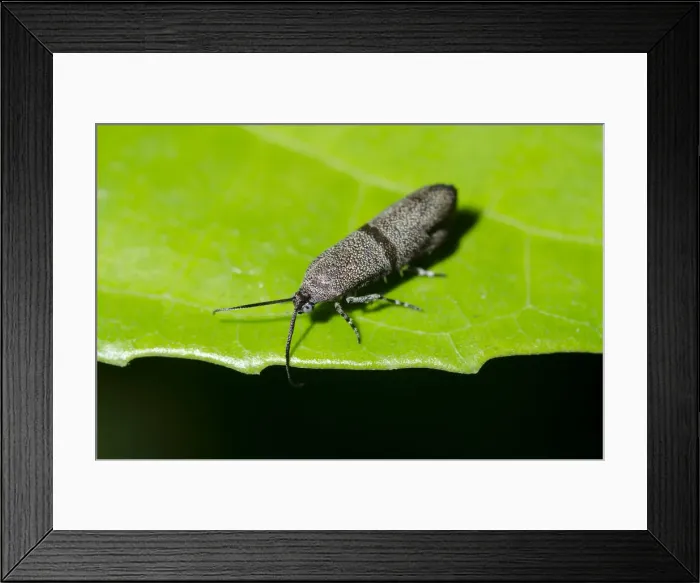 Framed Print : INDO 20-07 194 Framed Print : INDO 20-07 194