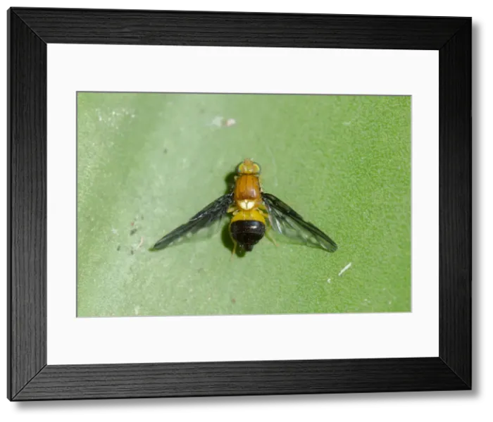 Framed Print : INDO 20-07 189 Framed Print : INDO 20-07 189