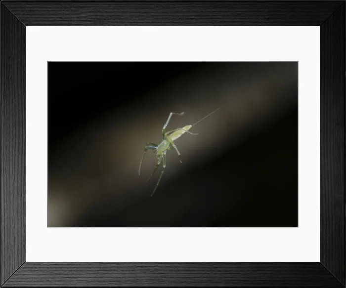 Framed Print : INDO 20-07 20 Framed Print : INDO 20-07 20