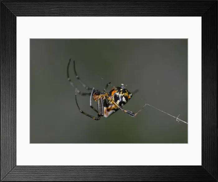 Framed Print : INDO 20-07 309 Framed Print : INDO 20-07 309