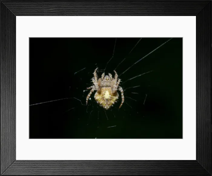 Framed Print : INDO 20-07 248 Framed Print : INDO 20-07 248