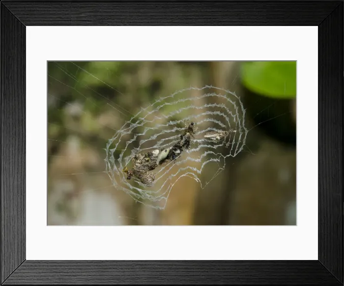 Framed Print : INDO 20-07 391 Framed Print : INDO 20-07 391