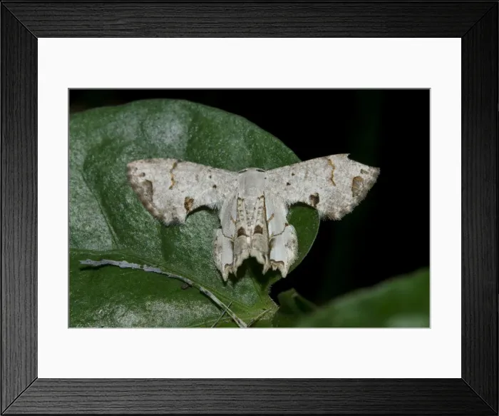 Framed Print : INDO 20-07 437 Framed Print : INDO 20-07 437