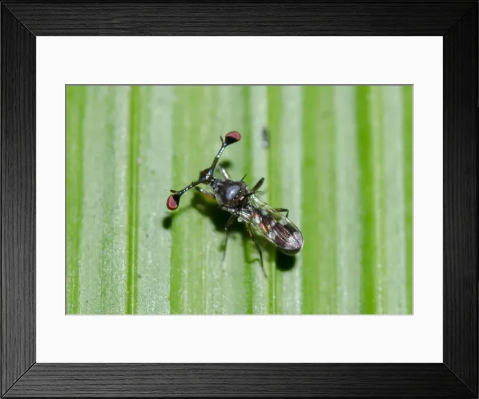 Framed Print : INDO 20-07 446 Framed Print : INDO 20-07 446