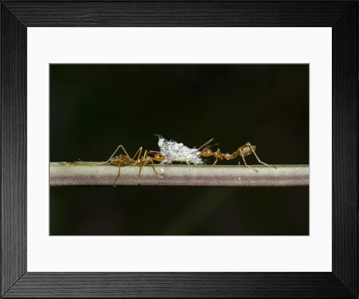 Framed Print : INDO 20-07 55 Framed Print : INDO 20-07 55