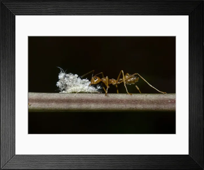 Framed Print : INDO 20-07 56 Framed Print : INDO 20-07 56