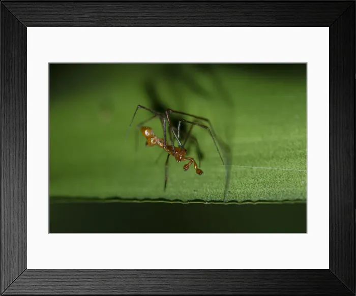 Framed Print : INDO 20-07 64 Framed Print : INDO 20-07 64