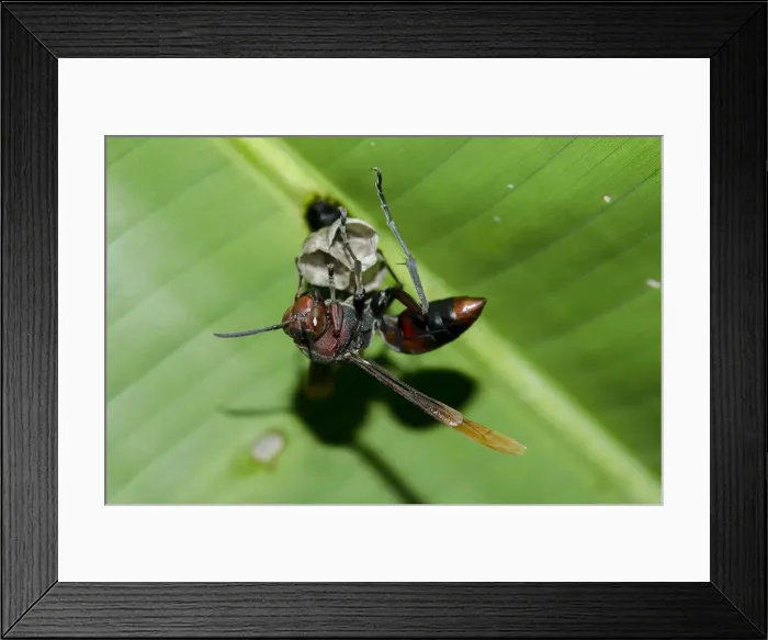 Framed Print : INDO 20-08 393