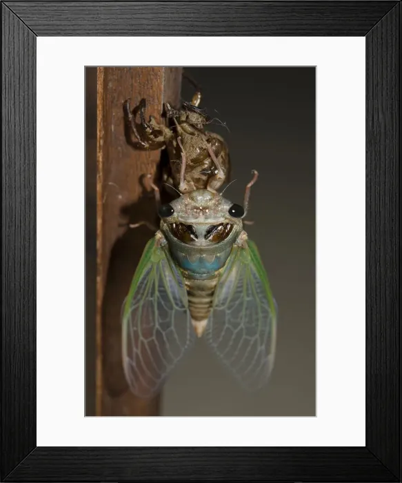 Framed Print : INDO 20-08 514 Framed Print : INDO 20-08 514