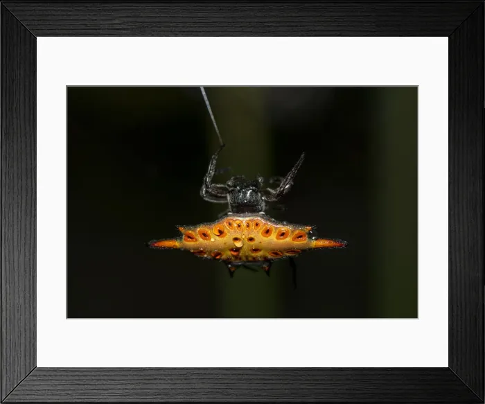 Framed Print : INDO 20-08 531 Framed Print : INDO 20-08 531