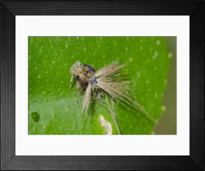 Framed Print : INDO 20-08 549 Framed Print : INDO 20-08 549