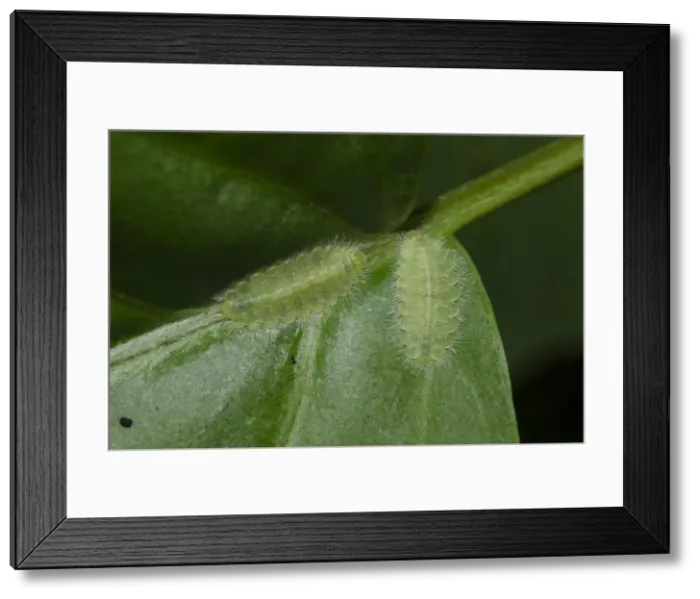Framed Print : INDO 20-08 546 Framed Print : INDO 20-08 546