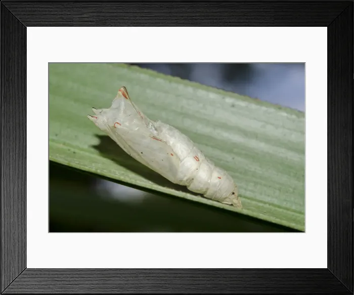 Framed Print : INDO 20-08 561 Framed Print : INDO 20-08 561