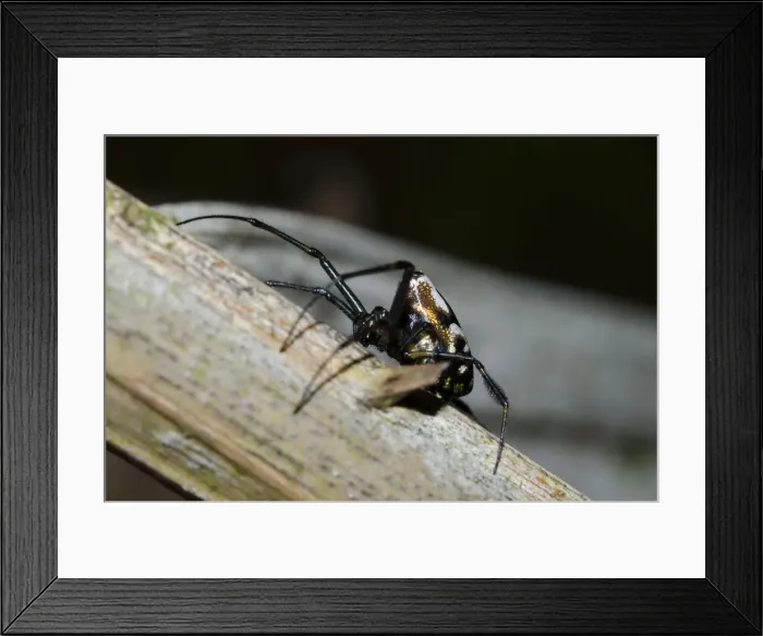 Framed Print : INDO 20-08 568 Framed Print : INDO 20-08 568