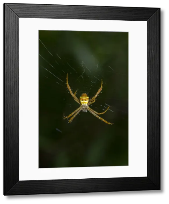 Framed Print : INDO 20-08 571 Framed Print : INDO 20-08 571
