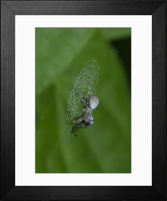 Framed Print : INDO 20-08 609 Framed Print : INDO 20-08 609