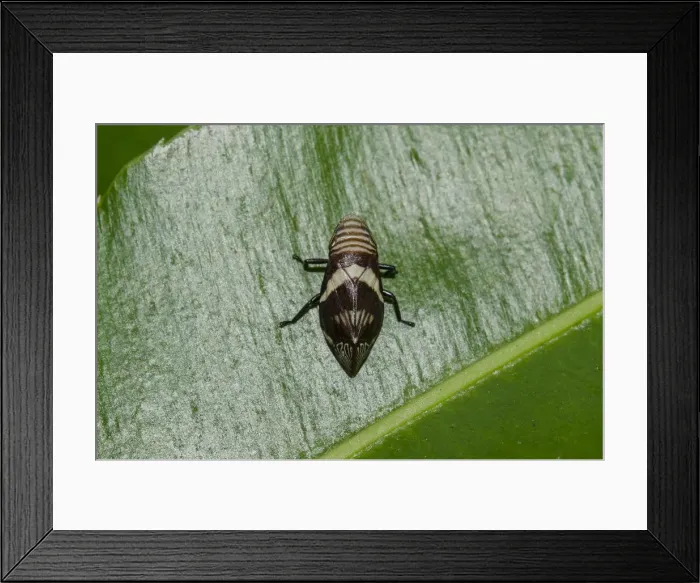Framed Print : INDO 20-08 631 Framed Print : INDO 20-08 631