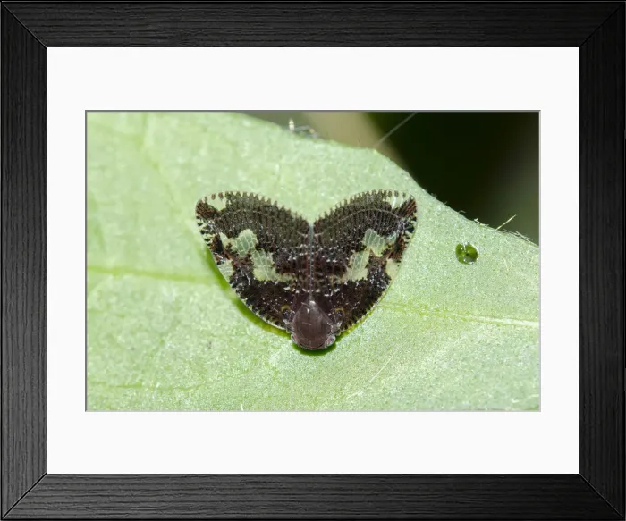 Framed Print : INDO 20-08 761 Framed Print : INDO 20-08 761