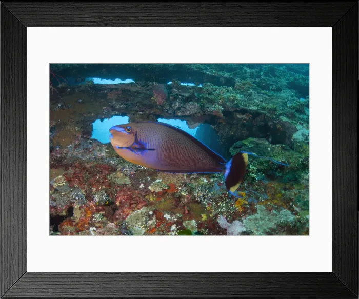 Framed Print : UW INDO 2020 09