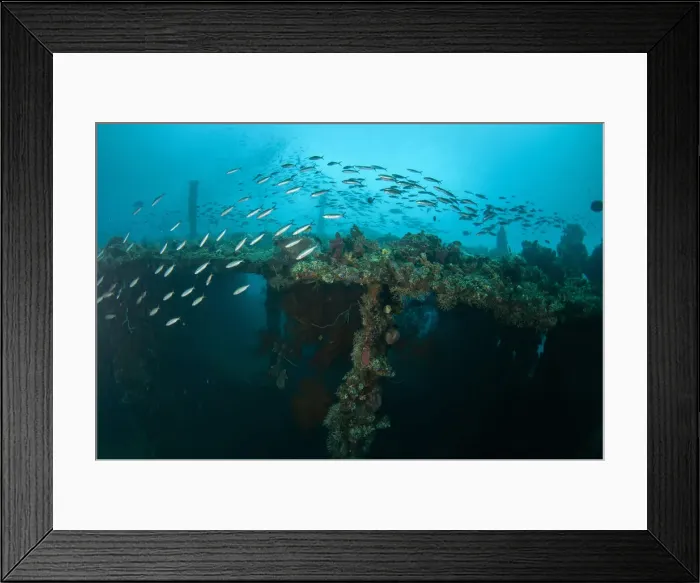 Framed Print : UW INDO 2020 24 Framed Print : UW INDO 2020 24