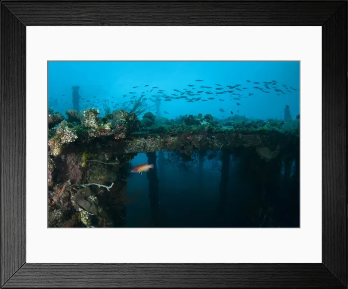 Framed Print : UW INDO 2020 26 Framed Print : UW INDO 2020 26