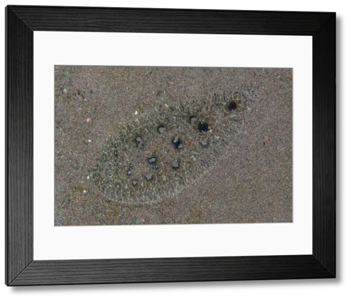 Framed Print : UW INDO 2021 33 Framed Print : UW INDO 2021 33